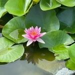 Nymphaea alba花