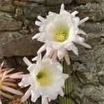 Echinopsis bridgesii Blomma