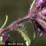 Thymus dolomiticus Flor