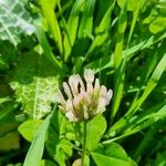 Trifolium clypeatum 花