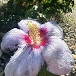 Hibiscus mutabilis Fiore