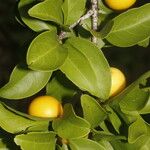 Ximenia americana Flower