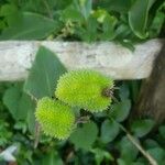 Canna glauca Fruto