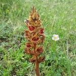 Orobanche gracilis Kukka