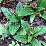 Scoliopus bigelovii Hoja
