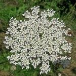 Daucus carota Blomma