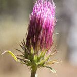 Cirsium andersonii Flor