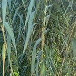 Arundo donax叶