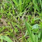 Paspalum paniculatum Leaf