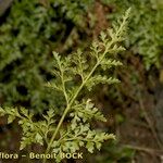 Asplenium cuneifolium Autre