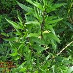 Justicia gendarussa Лист