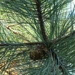 Pinus nigra पत्ता