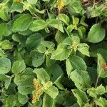 Triumfetta flavescens Leaf