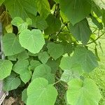 Paulownia tomentosaBlatt