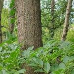 Phellodendron amurense Bark