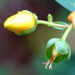 Hypericum × hidcoteense অন্যান্য