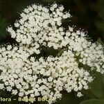 Cnidium silaifolium Flower