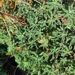 Euphorbia spinosa Hoja