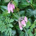 Dicentra formosa Leaf