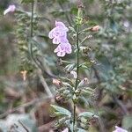 Clinopodium menthifoliumFlor