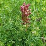 Anacamptis coriophora Hábito