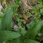 Digitalis lutea Blatt