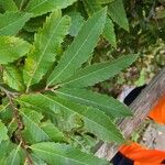 Castanea dentata Leaf