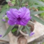 Ruellia simplex Kvet