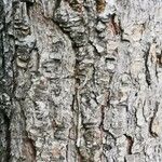 Pinus sylvestris Coajă