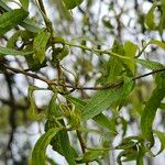 Salix × pendulina Fuelha