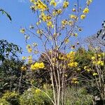Handroanthus chrysanthus Floare