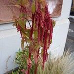 Amaranthus caudatus ശീലം