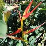 Heliconia latispathaFlor