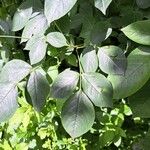 Staphylea trifolia Leaf