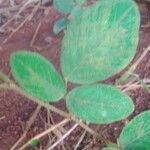 Desmodium intortum Blatt