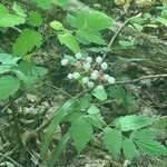 Actaea pachypoda Fruit