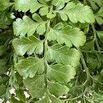 Asplenium balearicum Leaf