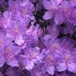 Rhododendron augustinii Flower