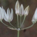 Allium moschatum Fiore