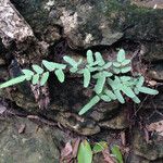 Pellaea atropurpurea Hábito