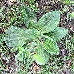 Plantago majorЛіст