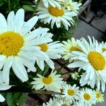 Leucanthemum maximum 花