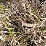 Scirpus sylvaticus Leaf