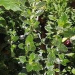 Teucrium × lucidrys 叶