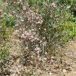 Erica bauera Habitatea