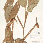 Ischnosiphon puberulus Hoja