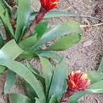 Guzmania conifera Floare