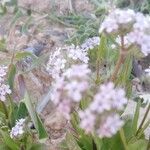 Valeriana coronata Buveinė