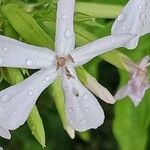 Saponaria officinalis Fula