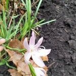 Hesperantha coccinea 花